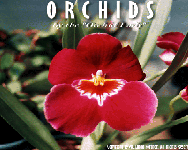 Orchid Screen Saver